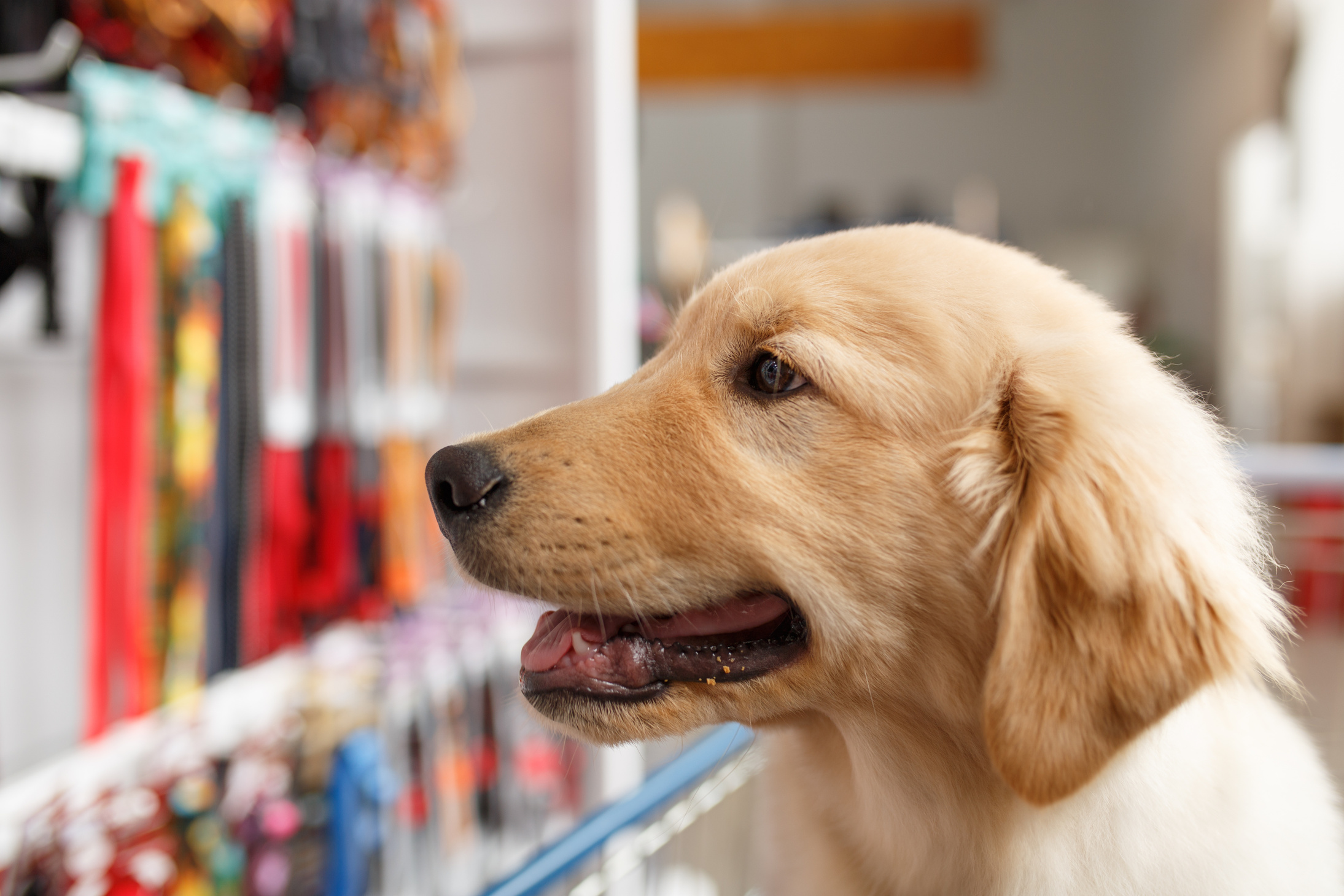 Dog at pet shop